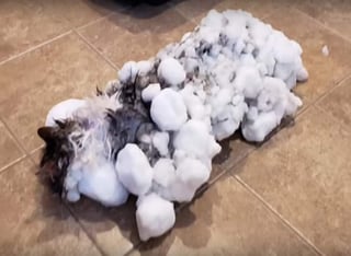 Los dueños encontraron a su gato fuera, enterrado en la nieve. (INTERNET)