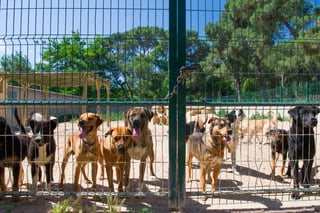 Tres de los perritos murieron tras contraer un virus luego de las operaciones. (ARCHIVO)

