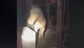 La policía de Inver Grove Heights se presentó la noche del viernes a casa de la mujer y los agentes vieron desde las ventanas al caballo color ocre caminando por varias de las habitaciones. (ARCHIVO)