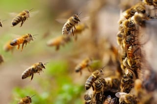 Continúan las complicaciones en el sector apícola de la región Lagunera, ya que se dificulta la comercialización de miel. (ARCHIVO)