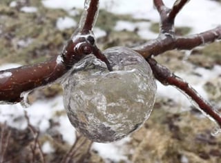 La lluvia helada cubrió manzanas podridas y luego sólo quedó el hielo congelado. (INTERNET)