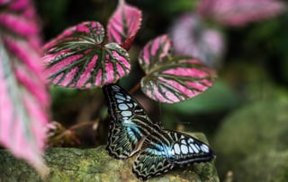 Las mariposas macho tienen genes que les dan una preferencia sexual por una pareja con apariencia similar a la de ellos. (ARCHIVO)