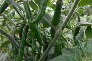 El Chiser-522 rinde 50 por ciento más que el criollo Villa Blanca, que se cultiva en el sur de Tamaulipas. En octubre del año pasado en La Laguna se realizó la XV Convención Mundial del Chile. (EL SIGLO DE TORREÓN)