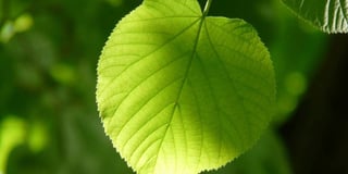 Trabajan en el diseño de hojas artificiales eficientes que, al imitar la fotosíntesis, prometen reducir el dióxido de carbono de la atmósfera. (ESPECIAL)
