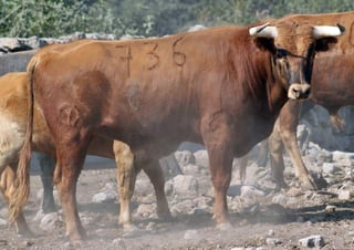 Este novillo castaño, es uno de los que serán enviados para la novillada internacional en la plaza de toros Alberto Balderas, de Lerdo.