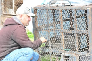 El propietario del jabalí salvaje se despidió del animal que fue trasladado al zoológico. (EL SIGLO COAUHILA)