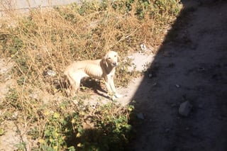 Realiza Control Animal de Gómez Palacio, labores de rescate con un perro que se encontraba en situación de abandono y maltrato en el patio de una vivienda del fraccionamiento Bosque Real.