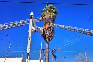 El hombre murió el pasado sábado por la tarde mientras podaba una palma en la colonia Torreón Jardín. (EL SIGLO DE TORREÓN) 