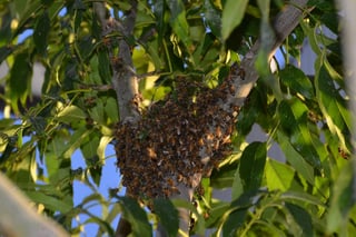Bomberos han comenzado a incrementar sus servicios a causa de los panales de abejas. (EL SIGLO DE TORREÓN) 