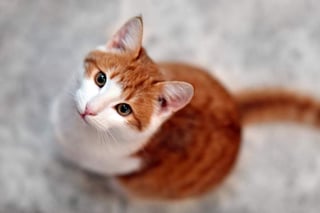Este 20 de febrero se celebra el Día Internacional del Gato. (ARCHIVO)