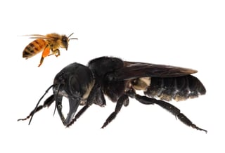 La abeja de Wallace, que tiene una envergadura de unos 63.5 milímetros, está dotada de grandes mandíbulas y anida en montículos de termitas situados en árboles. (EFE)