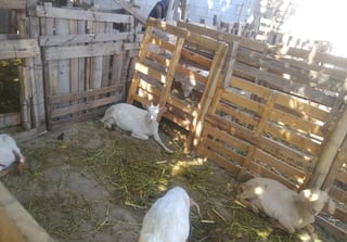 Levantan censo con productores de ganado caprino y de nuez en el ayuntamiento de Gómez Palacio.