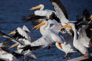 Entre noviembre y abril, estas aves huyen del intenso frío de Estados Unidos y Canadá para buscar el clima cálido de la ribera de Chapala, que comprende los estados de Michoacán y Jalisco. (EFE)
