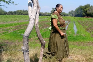 Lorenza Molina de la Cruz quedó a cargo de un rancho de 14 hectáreas desde que su esposo falleció; ahí cultiva sorgo y maíz. (EL UNIVERSAL) 