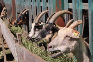En el censo que realizó la Dirección de Desarrollo Rural se estableció que existen 20 mil cabezas de ganado caprino. (EL SIGLO DE TORREÓN)