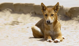 No es una raza de perro salvaje sino una especie única de Australia que necesita ser reclasificada. (ESPECIAL)