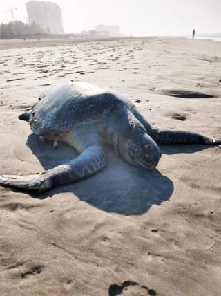 La Secretaría de Medio Ambiente y Recursos Naturales (Semaren) de Guerrero consideró poco probable que esto se deba a la caza furtiva y señaló que los animales murieron dentro del mar. (TWITTER) 