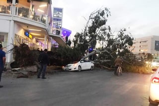 Fuertes vientos derriban árbol, el tronco cayó sobre un auto y causó daños en otra unidad estacionada. (EL SIGLO DE TORREÓN) 