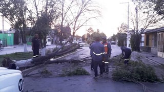 Los fuertes vientos derribaron al menos cuatro árboles. (EL SIGLO DE TORREÓN)