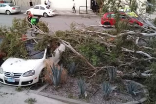 Se registraron nueve árboles caídos, entre ellos el que causó daños a dos vehículos a las afueras de una plaza comercial de la colonia Navarro. (EL SIGLO DE TORREÓN)
