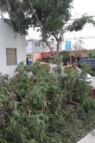 Un árbol fue derribado por los vientos y cayó en el patio de Salud Municipal, la madrugada del viernes. (EL SIGLO DE TORREÓN)