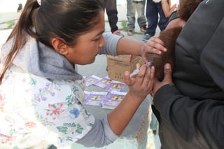 Realizarán campaña de vacunación antirrábica con brigadas en diferentes sectores de San Pedro hasta el próximo tres de abril.