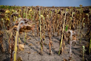 Una sequía azotó esta inhóspita región en 2005, alterando el campo y las cosechas de los campesinos. (ARCHIVO)