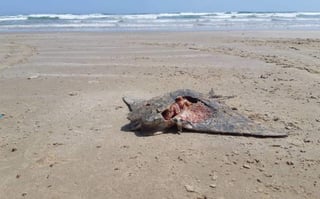 La Procuraduría Federal de Protección al Medio Ambiente (Profepa) confirmó que un grupo de pescadores reportó el hallazgo de los animales que estaban sin vida y en estado de descomposición. (ESPECIAL)