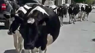 Una veintena de vacas sueltas de Ciudad Frontera visitaron Monclova y recorrieron la colonia Elsa Hernandez, causando daños a vehículos estacionados. (Especial)