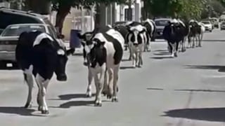 Captura de pantalla del video grabado por una vecina de la colonia Elsa Hernández, donde una veintena de vacas causaron daños a tres vehículos estacionados.