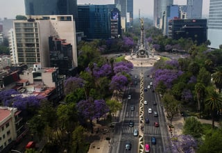 El tapiz morado que fabrica la Jacaranda mimosifolia, su nombre científico, se puede observar en la Ciudad de México en la última parte del invierno, finales de febrero e inicios de marzo. (ARCHIVO)