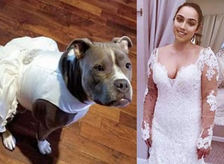 La pareja quiere que su mascota, que ven como parte de su familia, los acompañe el día de la boda. (INTERNET)