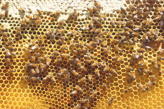 Los apicultores de Hopelchén, explica Leydi, exportaban a Alemania, pero al detectarse las trazas de transgénicos se promovieron juicios para revocar los permisos de siembra de estos cultivos. (ARCHIVO)