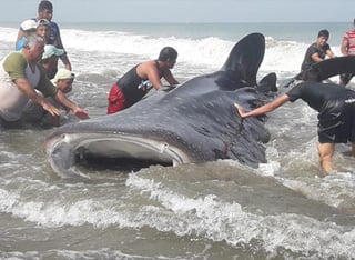 El animal quedó varado en la costa de Ecuador. (INTERNET)