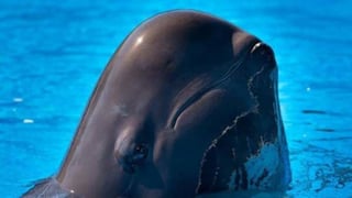 Fallece una ballena piloto en SeaWorld