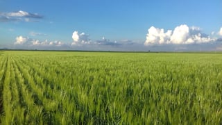 En el pasado ciclo agrícola primavera-verano, fueron alrededor de siete mil hectáreas las que se sembraron de cebada. (EL SIGLO DE TORREÓN)