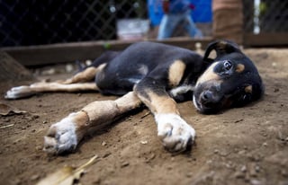 Se contemplan sanciones para las personas que maltraten a las distintas especies, no únicamente a los perros. (ARCHIVO) 