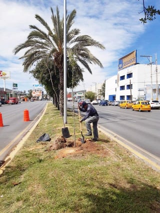 Medio Ambiente de Torreón reemplazó las 15 palmas afectadas por amarillamiento letal con encinos en bulevar Independencia.  (EL SIGLO DE TORREÓN) 