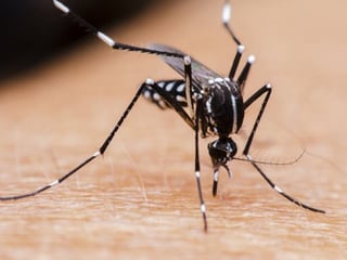 El Ministerio de Salud anunció la ampliación de pruebas con mosquitos Aedes aegypti. (TWITTER / @minsaude)