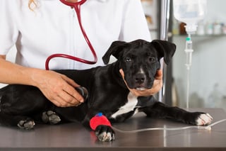 Es indispensable que los dueños conozcan de qué manera pueden ayudar a sus perros en caso de que algo grave suceda. (ARCHIVO)