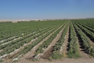 México ocupa el lugar 10 como productor de jitomate en el mundo, con aproximadamente 3.5 millones de toneladas anuales. (EL SIGLO DE TORREÓN)