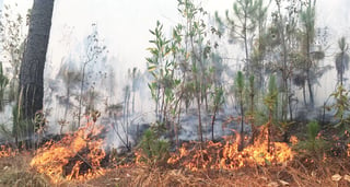 La Comisión Nacional Forestal reportó que en el país actualmente hay 72 incendios activos, esto en 16 estados, entre ellos Durango. (EL SIGLO DE TORREÓN)