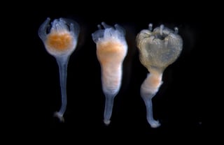 No llegan a convertirse en medusas porque carecen de los genes que favorecen el crecimiento de ciertos tejidos y órganos. (EFE)