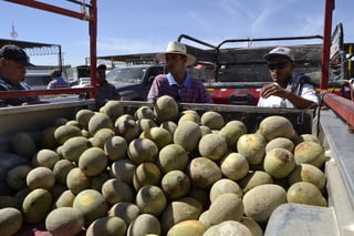 Productores se organizan para fijar el precio del melón y combatir el 'coyotaje' que año tras año afecta considerablemente sus ganancias. (EL SIGLO DE TORREÓN/EDITH GONZÁLEZ)