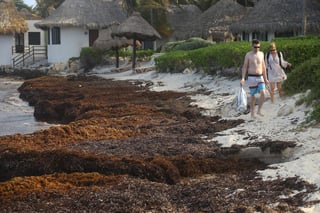 Según expertos es solo el comienzo de una nueva llegada masiva de esta alga a las playas mexicanas. (EFE)