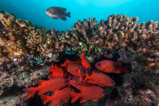  Científicos de las universidades Rutgers, McGill, de California, Stanford y de Oslo analizaron especies marinas y terrestres de sangre fría e identificaron que la vida marina es más sensible al calentamiento y menos capaz de escapar del calor. (ARCHIVO)