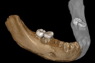 Estas conclusiones se fundamentan en el hallazgo del fósil de una mandíbula inferior de unos 160,000 años en Xiahe, en China. (EFE)
