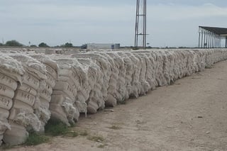 Presidente de la CNC asegura que no se vendieron las pacas de algodón rezagadas del año pasdo y que siguen en los despepites. (EL SIGLO DE TORREÓN/CLAUDIA LANDEROS)