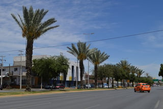 Mantienen vigilancia en Torreón por el amarillamiento letal, una enfermedad que afecta a las palmas. (EL SIGLO DE TORREÓN)