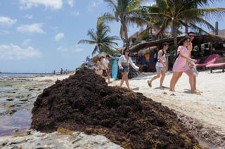 El presidente de México, Andrés Manuel López Obrador, anunció que apoyará a las autoridades locales y al sector turístico en el combate contra el sargazo, una alga que está cubriendo las playas del Caribe mexicano. (ARCHIVO)